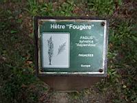 Hetre fougere, Fagus sylvatica Asplenifolia (fam. Fagacees) (Europe), Silhouette (Photo F. Mrugala) (1)